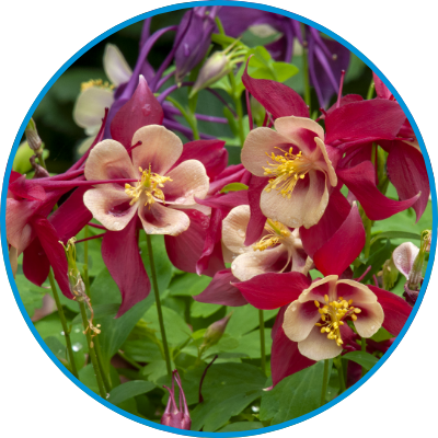 purple delphinium